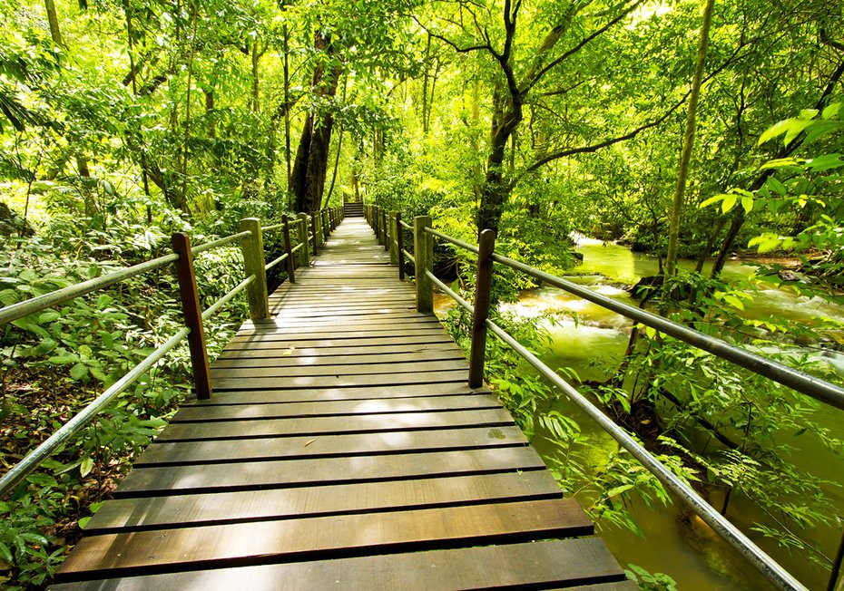 Fototapeta - las, most, natura