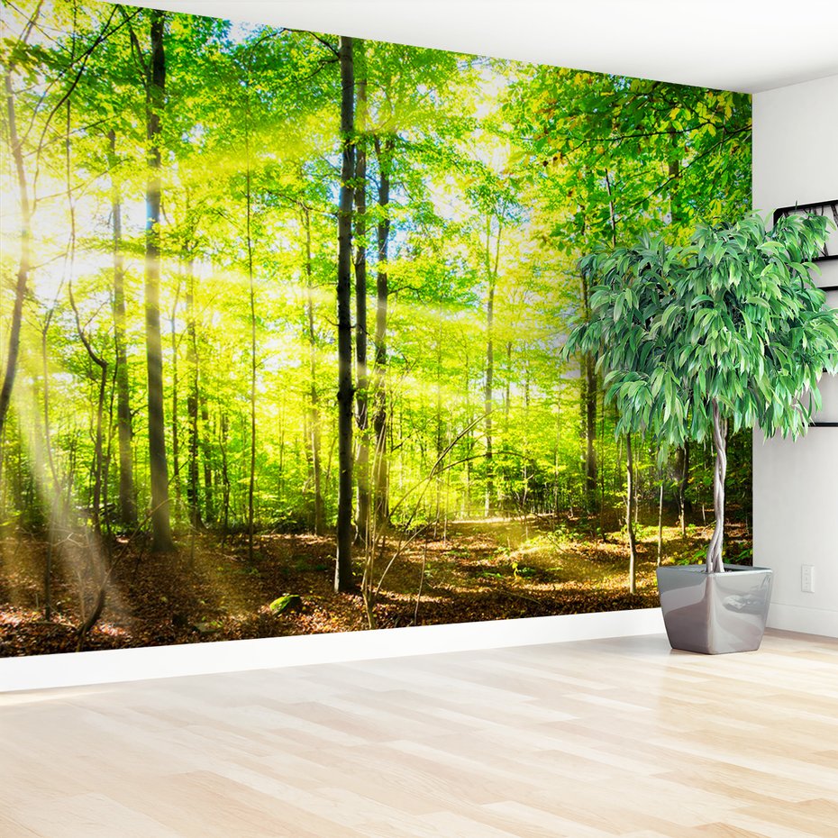 Fototapeta - las, drzewa, światło