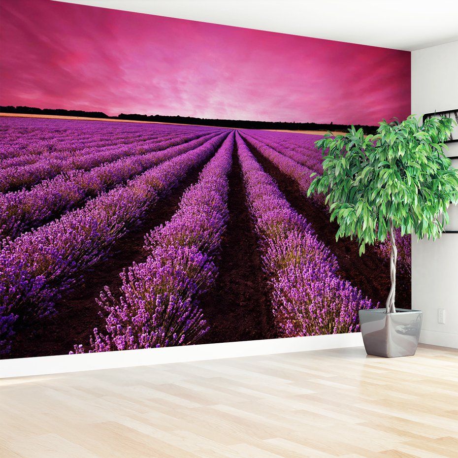 Fototapeta - lawenda, pole, krajobraz