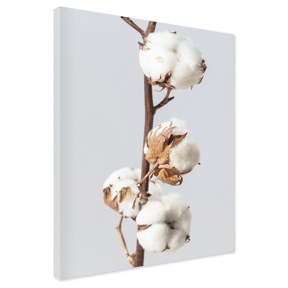Obraz na płótnie - bawełna, roślina, biel