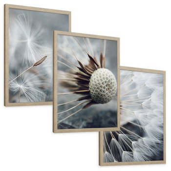 Zestaw obrazy w ramie, plakaty - dmuchawiec, nasiona, natura - rama drewno