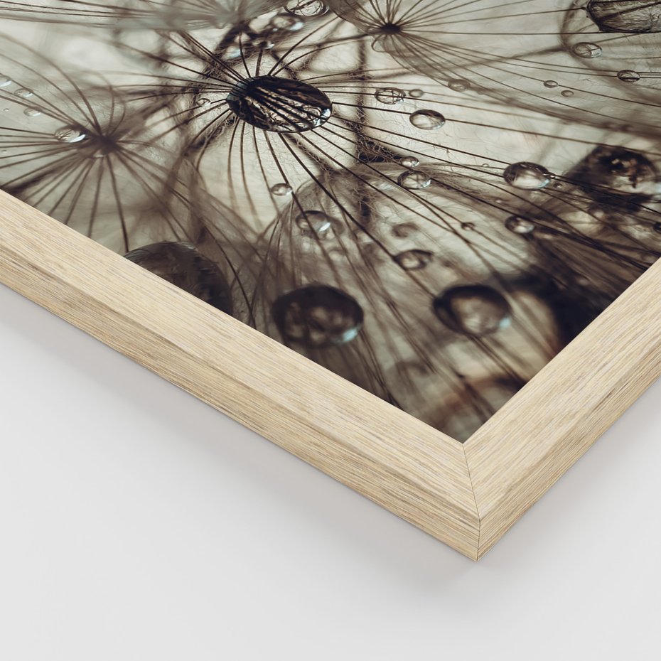 Zestaw obrazy w ramie, plakaty - makro, natura, roślina - rama drewno