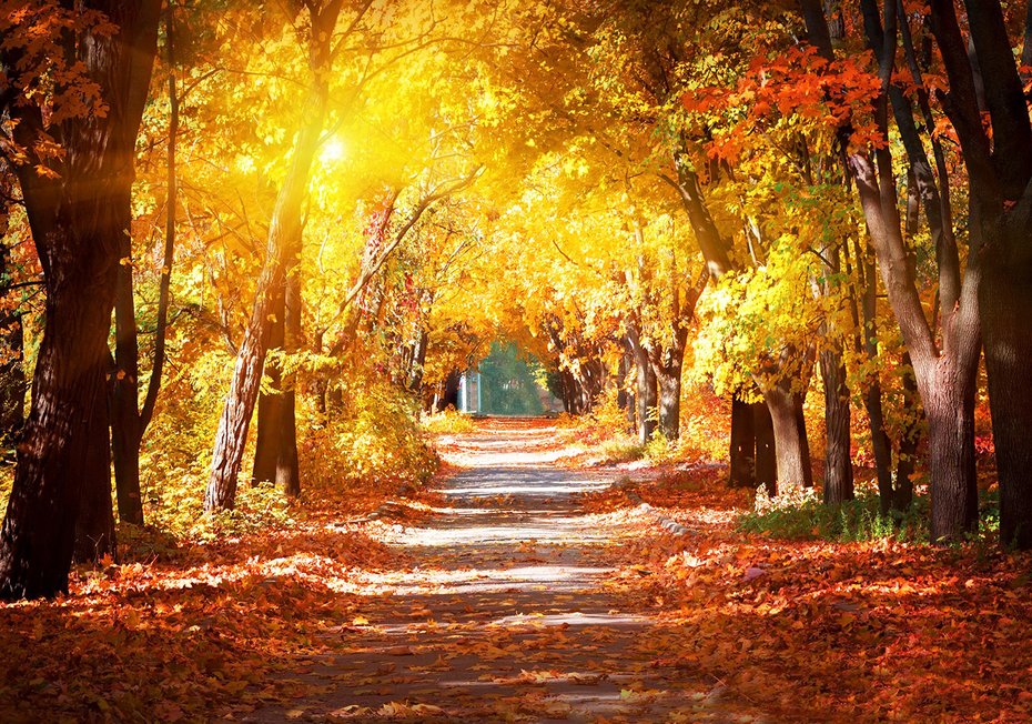 Fototapeta - jesień, liście, droga