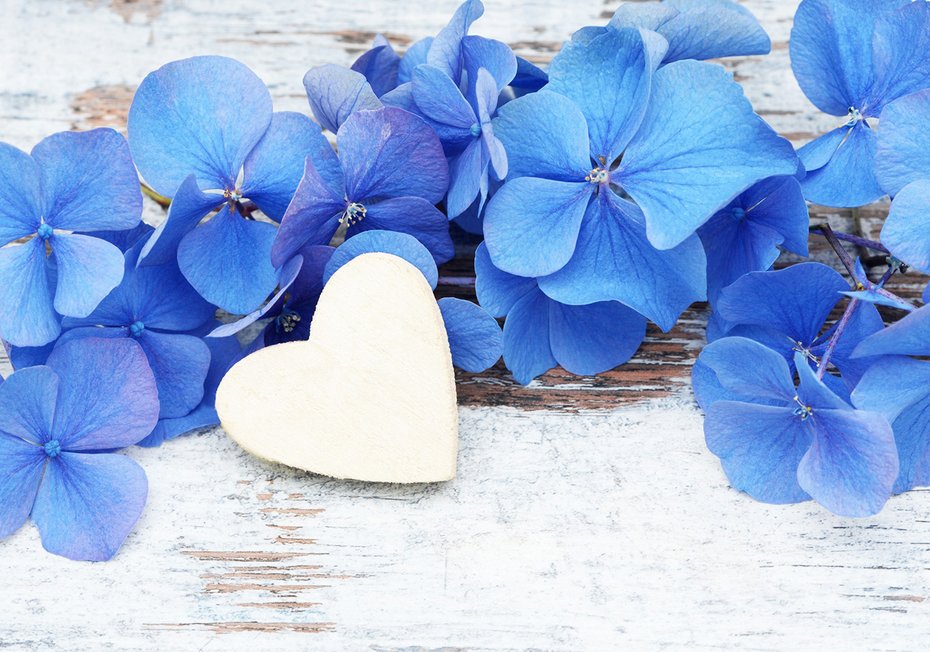 Fototapeta - hortensje, serce, kwiaty