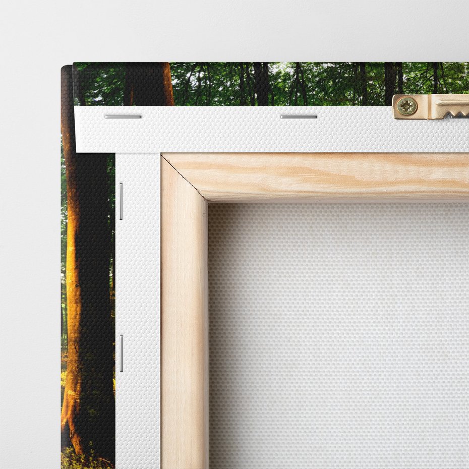 Obraz na płótnie - las, drzewa, światło