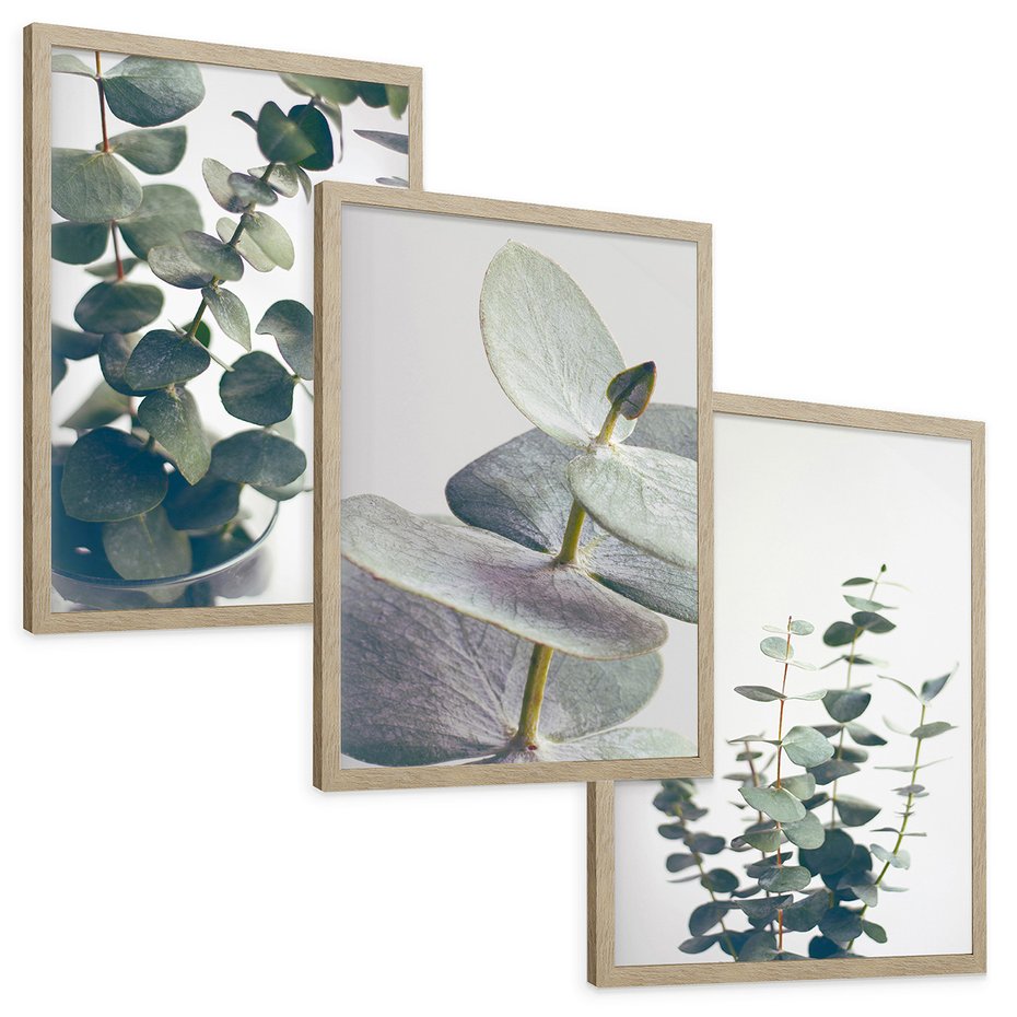 Zestaw obrazy w ramie, plakaty - eukaliptus, liście, gałązki - rama drewno