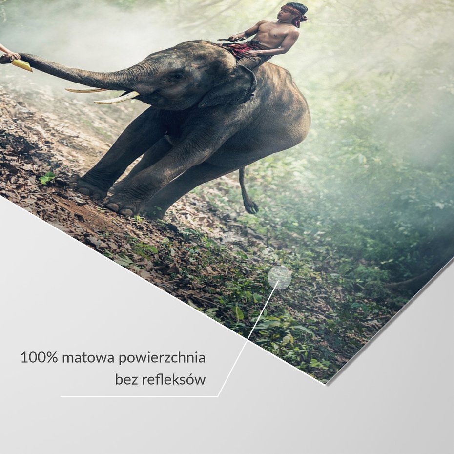 Fototapeta - słoń, chłopcy, las