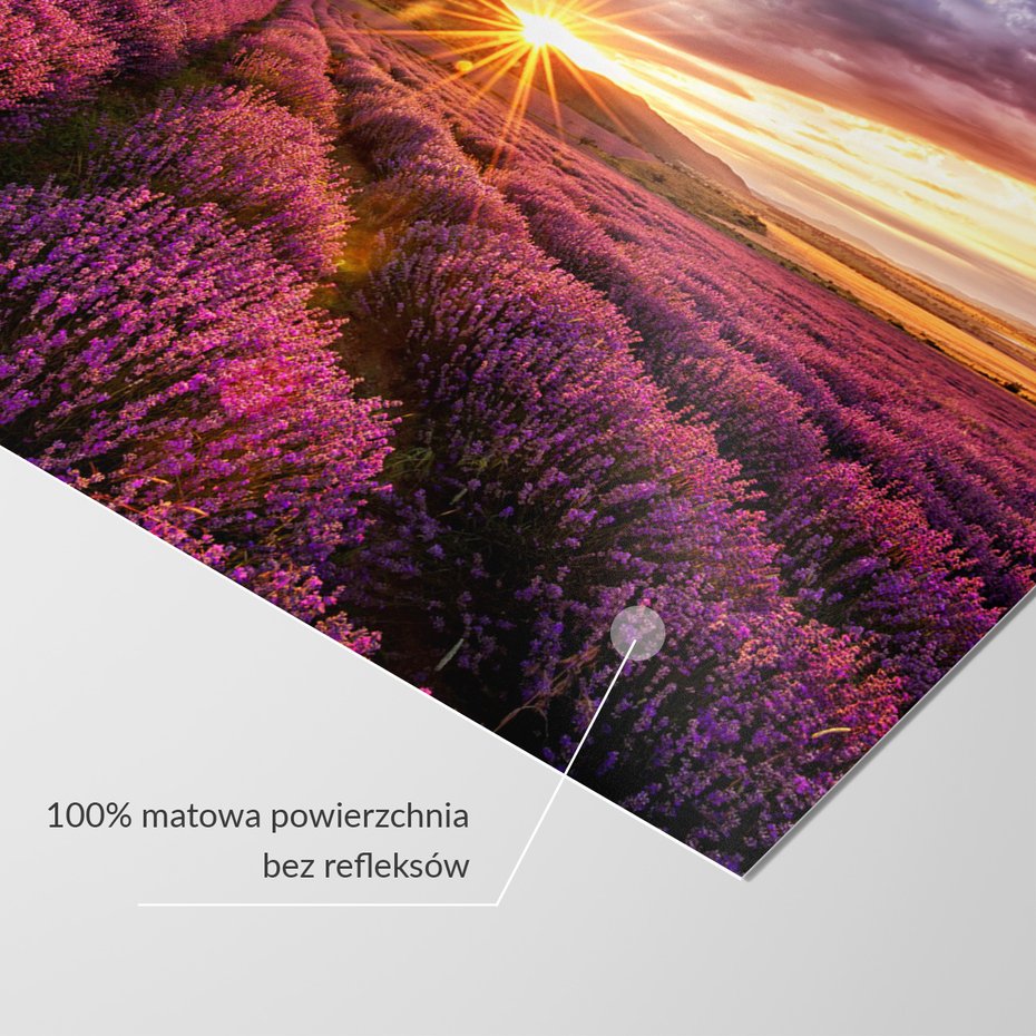 Fototapeta - lawenda, pole, zachód słońca