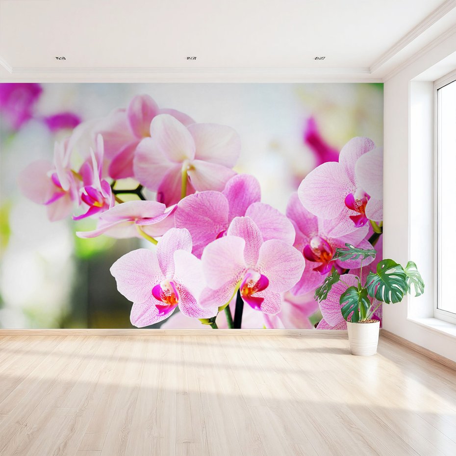 Fototapeta - kwiaty, orchidee, różowe,
