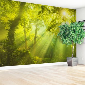 Fototapeta - las, drzewa, słońce