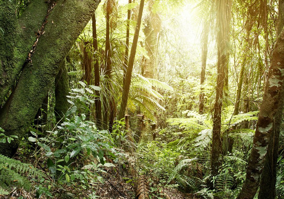 Fototapeta - las, drzewa, natura