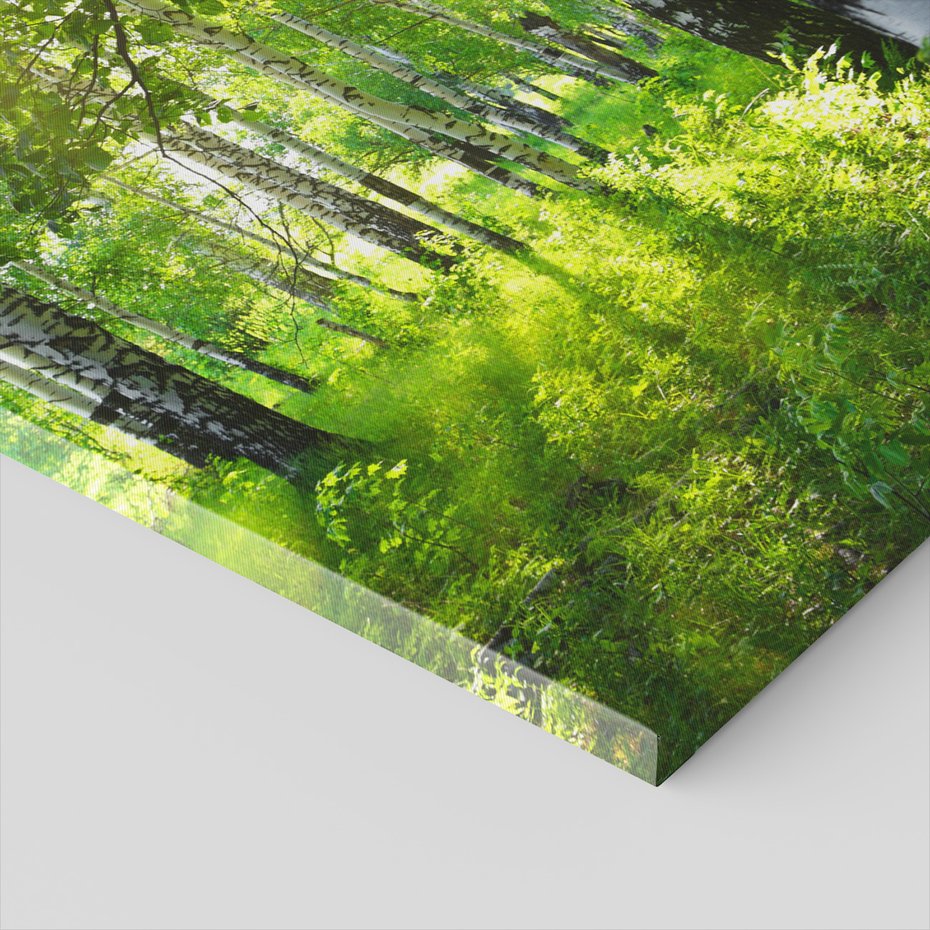 Obraz na płótnie - las, brzozy, natura