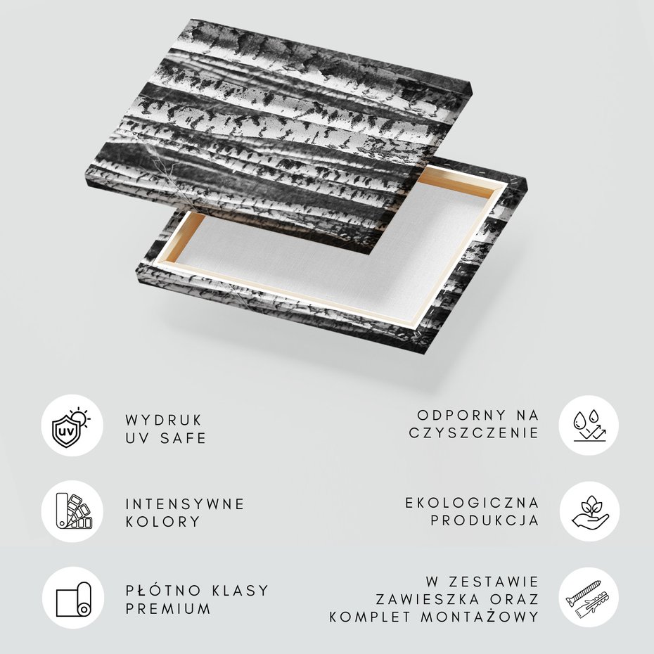 Obraz na płótnie - las, brzozy, drzewa