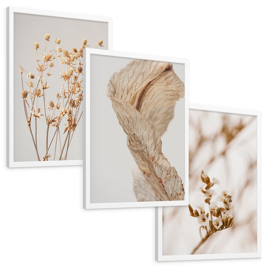 Zestaw obrazy w ramie, plakaty - roślina, kwiat, suszone - rama biała