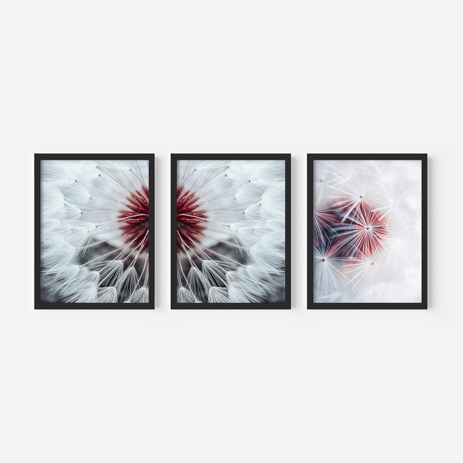 Zestaw obrazy w ramie, plakaty - dmuchawiec, natura, nasiona - rama czarna