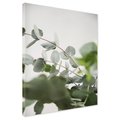 Obraz na płótnie - eukaliptus, liście, natura