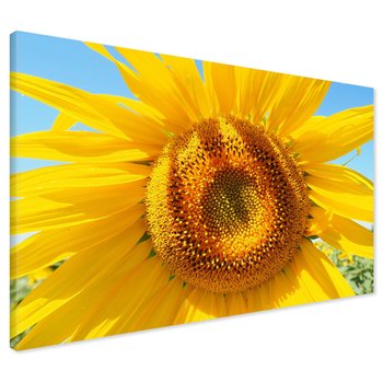Obraz na płótnie - słonecznik, lato, kwiat