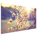 Obraz na płótnie - kwiaty, wiosna, słońce
