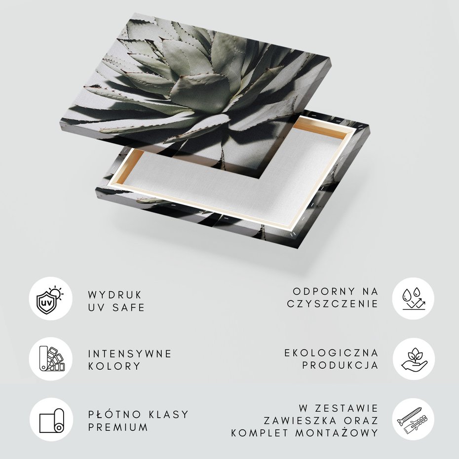 Obraz na płótnie - agawa, roślina, liście