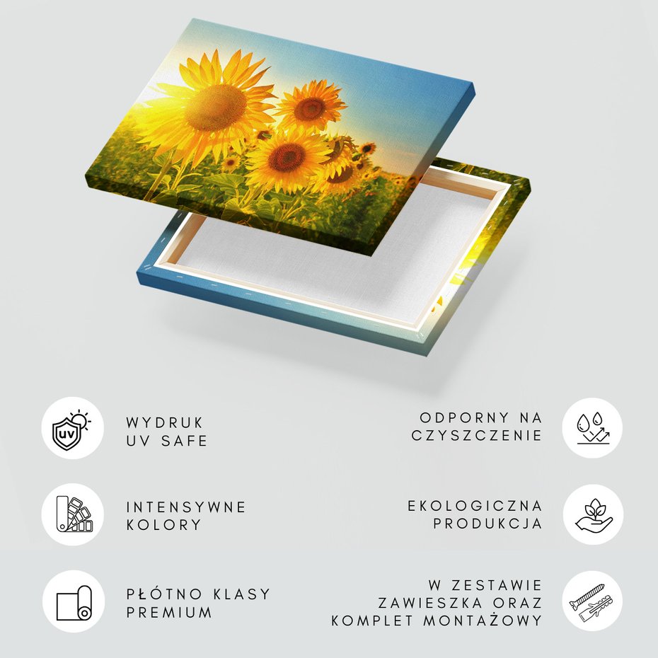 Obraz na płótnie - słoneczniki, pole, lato