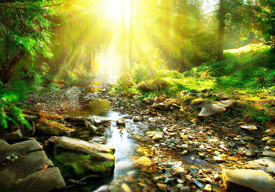 Fototapeta - las, potok, natura