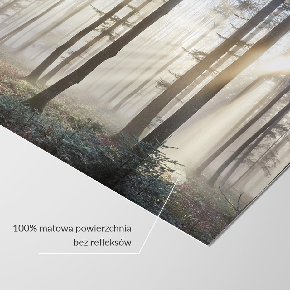 Fototapeta - las, mgła, drzewa