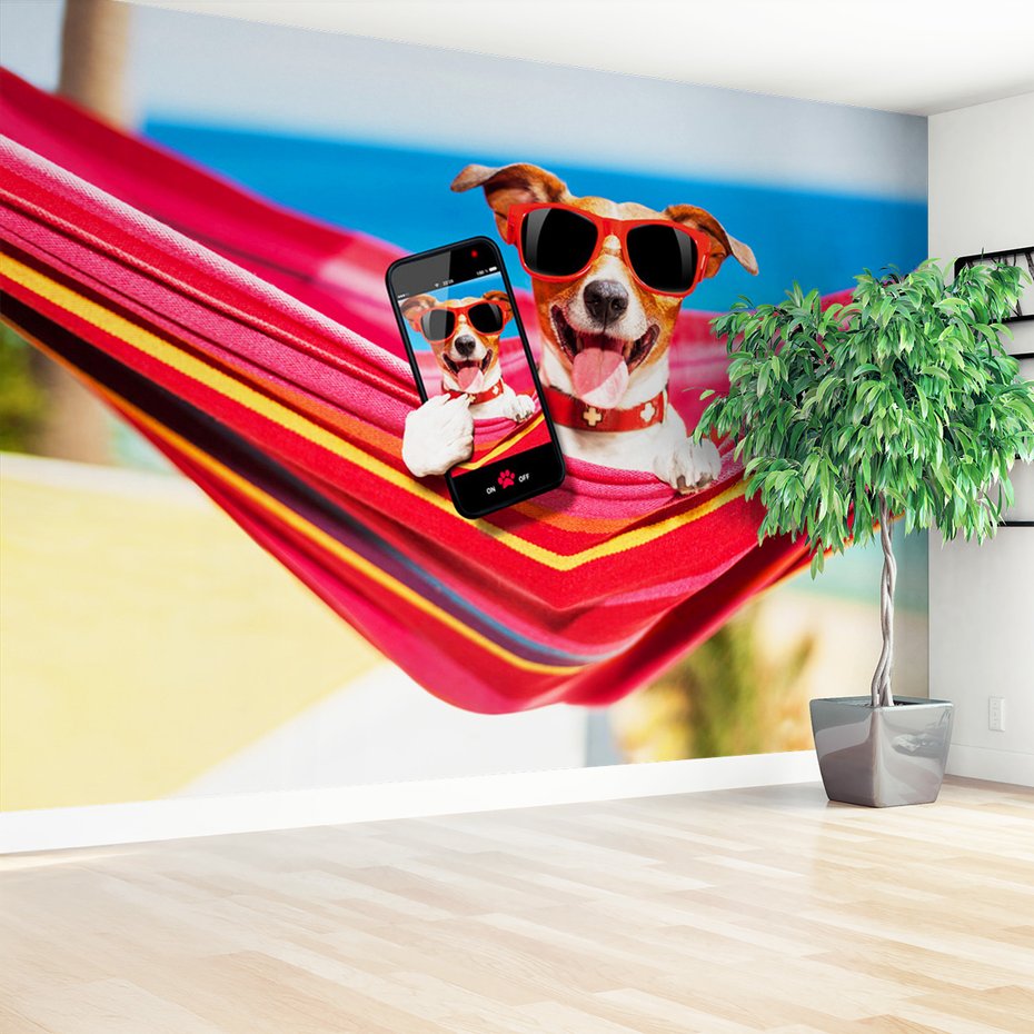 Fototapeta - pies, hamak, okulary