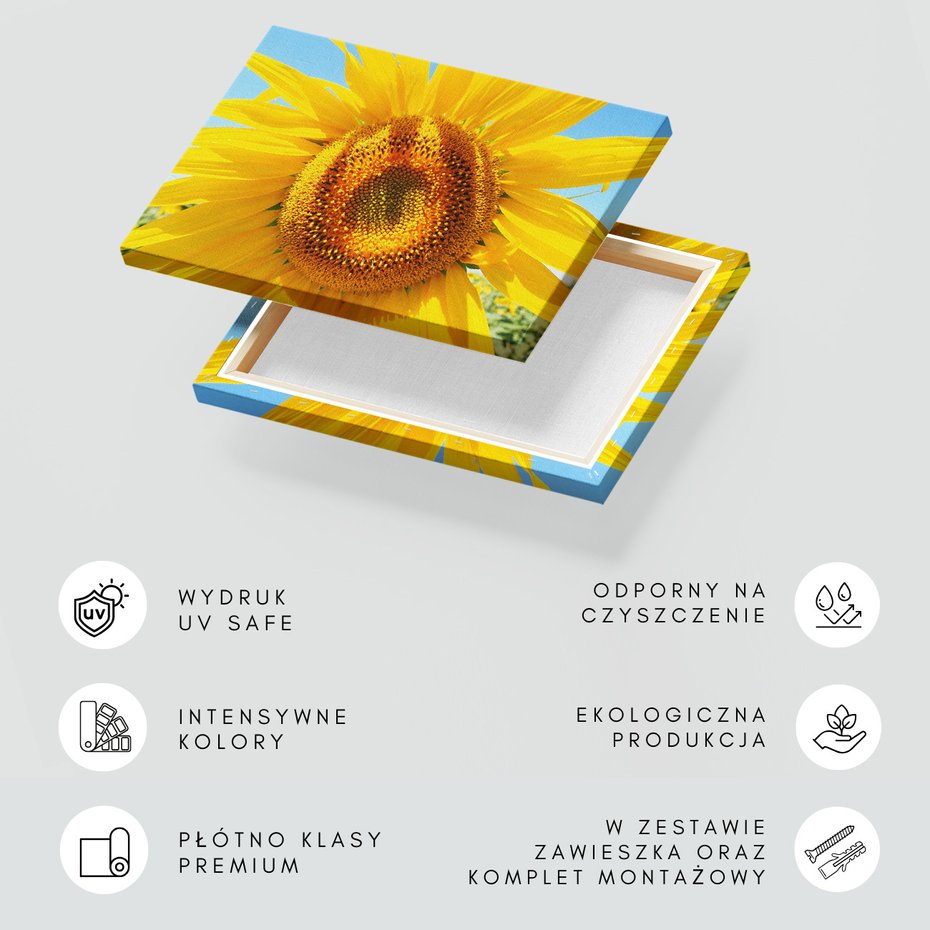 Obraz na płótnie - słonecznik, lato, kwiat