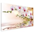 Obraz na płótnie - orchidee, kwiaty, woda