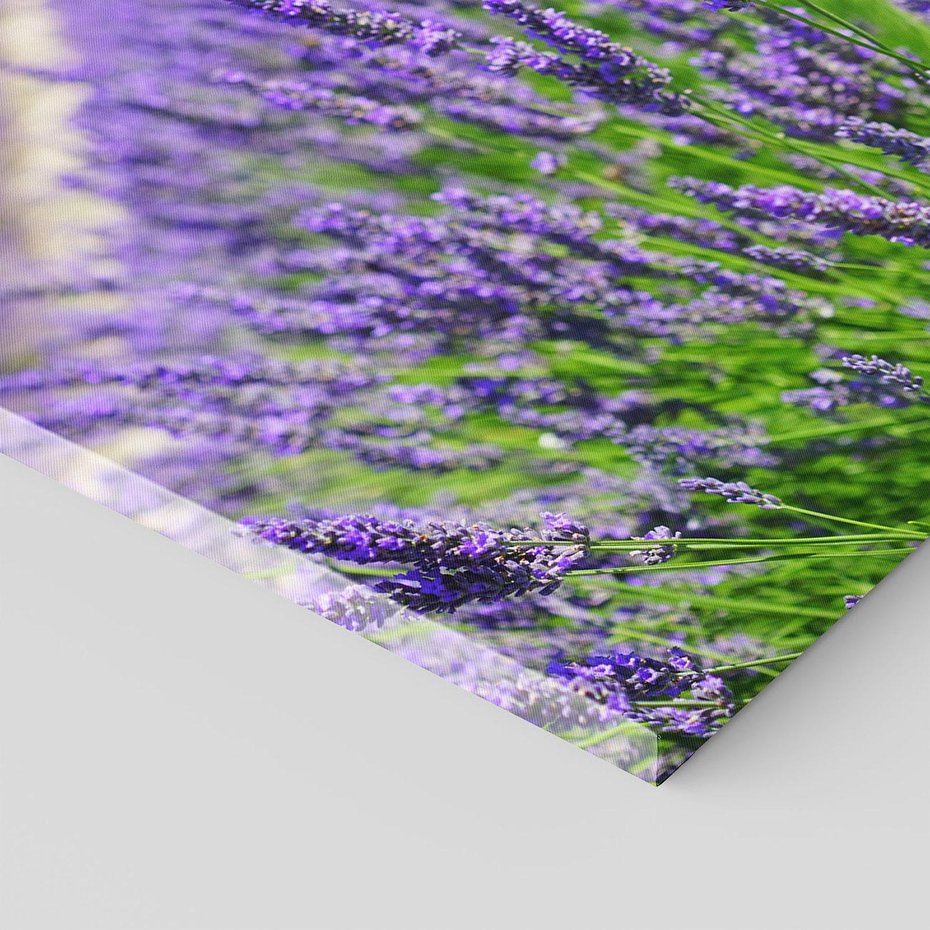 Obraz na płótnie - lawenda, pole, kwiaty