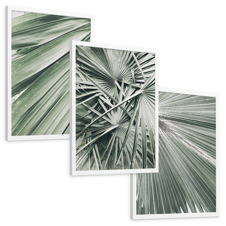 Zestaw obrazy w ramie, plakaty - liście palmowe, rośliny, natura - rama biała