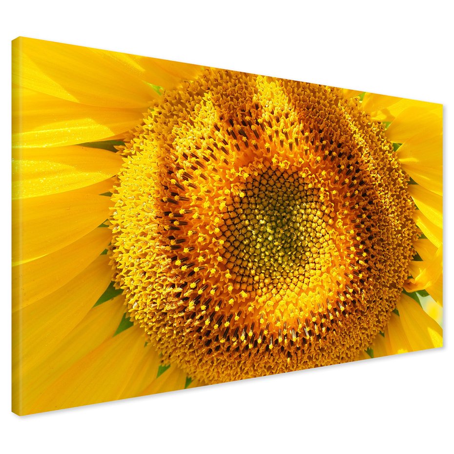 Obraz na płótnie - słonecznik, kwiat, żółty