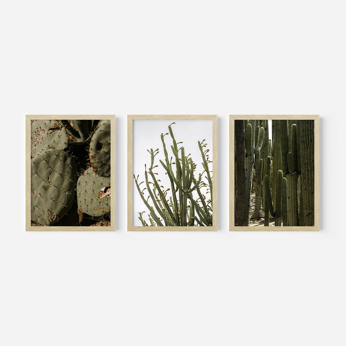Zestaw obrazy w ramie, plakaty - kaktusy, rośliny, zielony - rama drewno