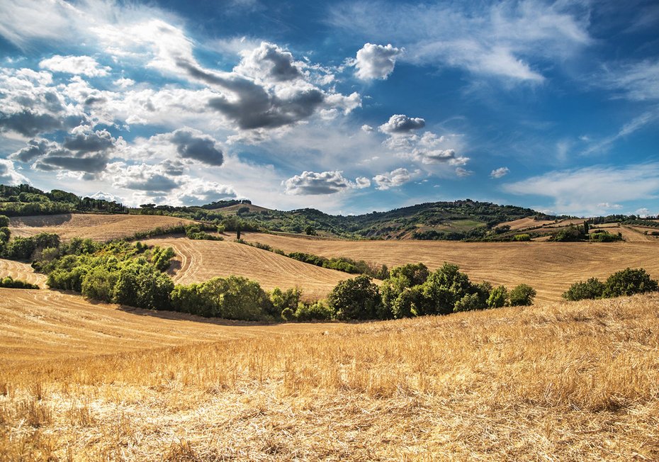Fototapeta - krajobraz, pola, niebo