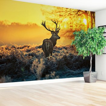 Fototapeta - jeleń, poroże, natura