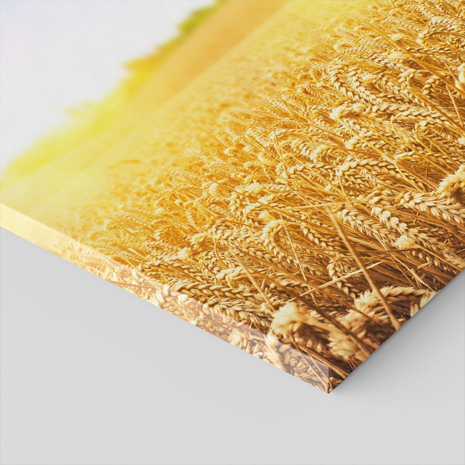 Obraz na płótnie - pole, zboże, lato