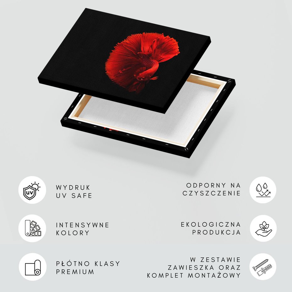 Obraz na płótnie - ryba bojownik, czerwona, płetwy