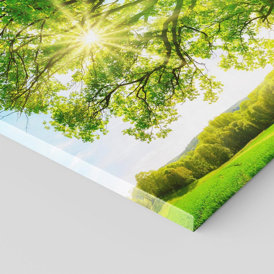 Obraz na płótnie - drzewo, słońce, natura