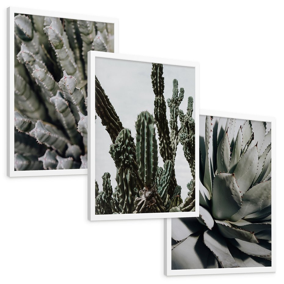 Zestaw obrazy w ramie, plakaty - kaktus, sukulent, roślina - rama biała