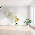 Fototapeta - orchidea, kwiat, biały