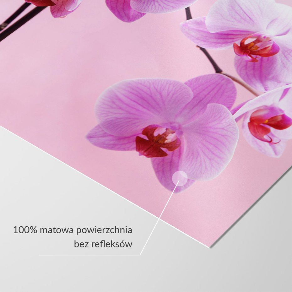 Fototapeta - orchidee, kwiaty, różowy