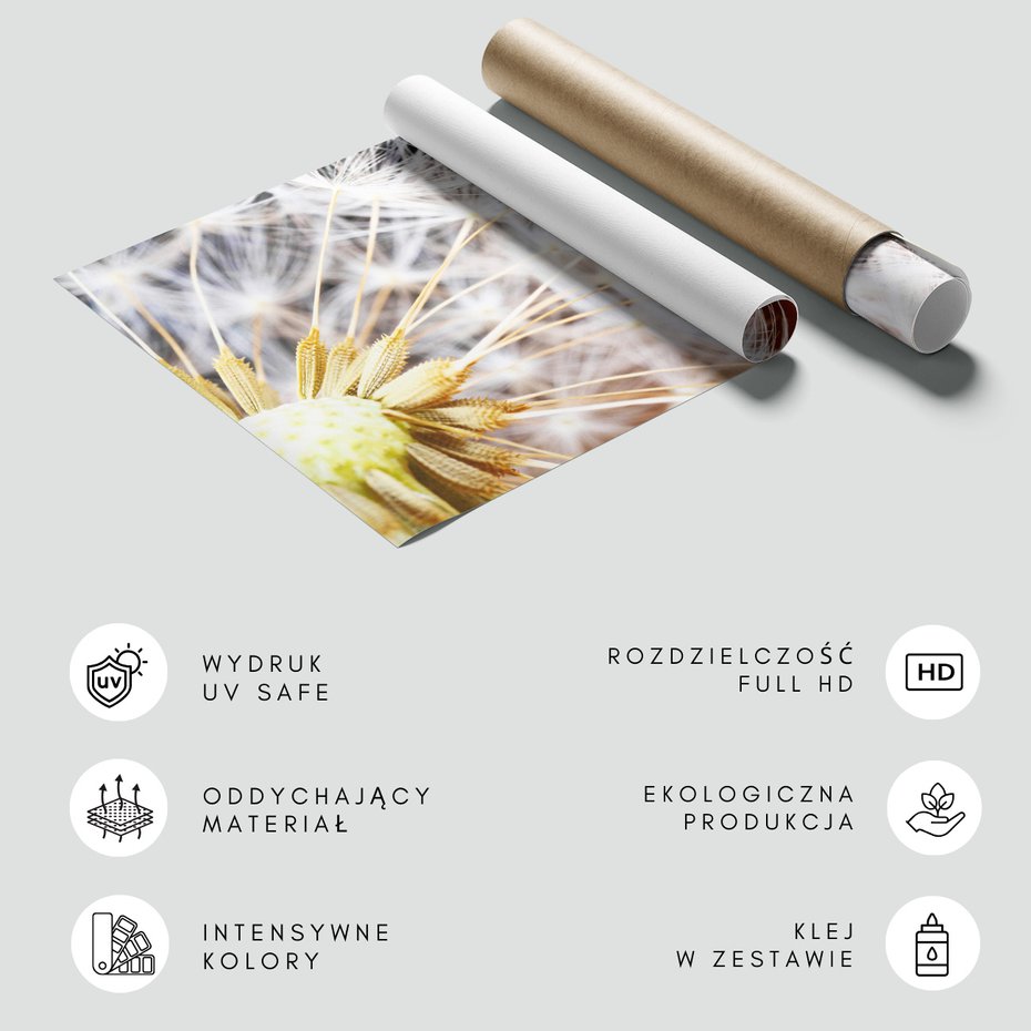 Fototapeta - dmuchawiec, natura, nasiona