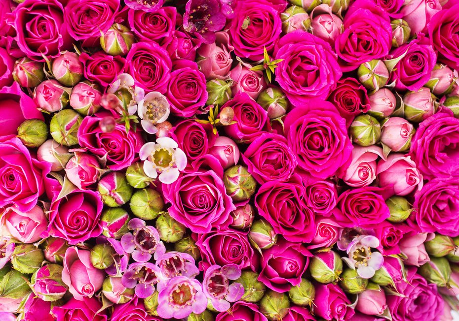 Fototapeta - róże, kwiaty, pąki