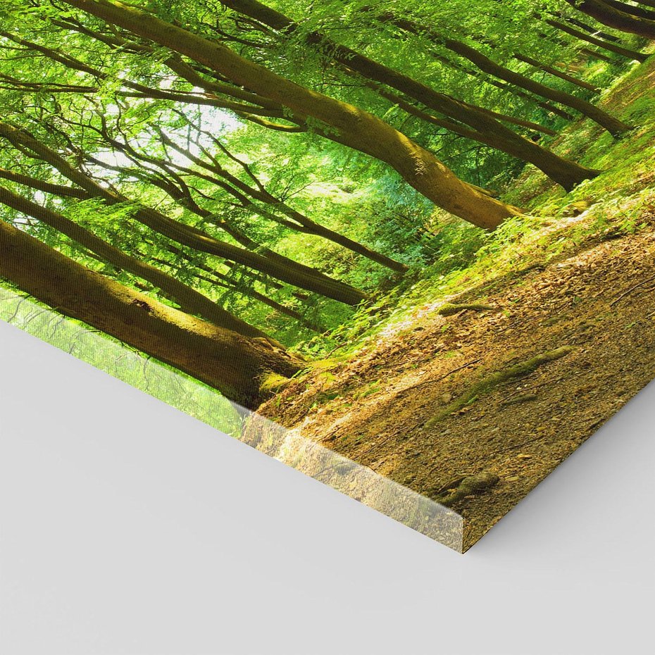 Obraz na płótnie - las, drzewa, natura