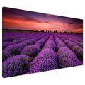 Obraz na płótnie - lawenda, pole, zachód słońca
