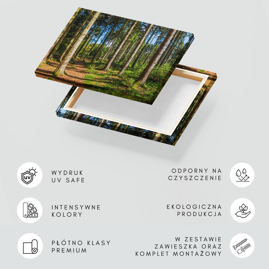 Obraz na płótnie - las, drzewa, natura