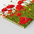 Obraz na płótnie - maki, kwiaty, lato