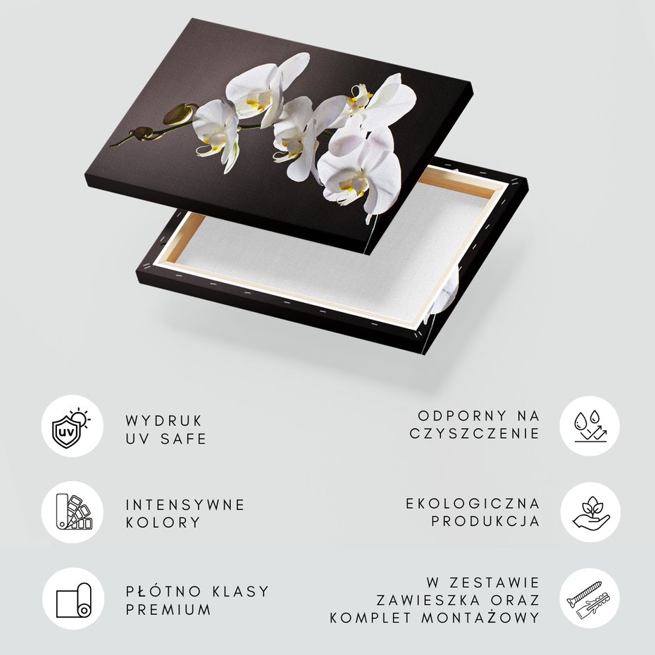 Obraz na płótnie - kwiat, orchidea, elegancja