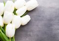 Fototapeta - tulipany, kwiaty, biel,