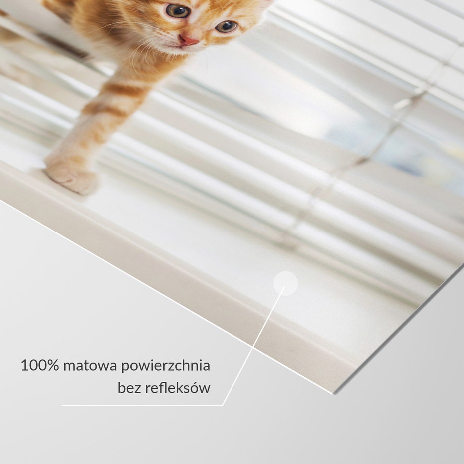 Fototapeta - kot, kociak, zwierzę